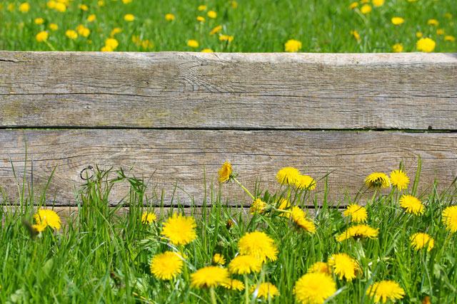 Holz im Außenbereich - Schutz vor Witterung und Schädlingen