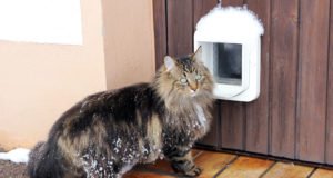 Katzenklappe in Tür einbauen