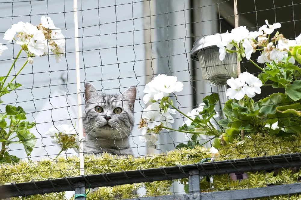 Balkon katzensicher machen
