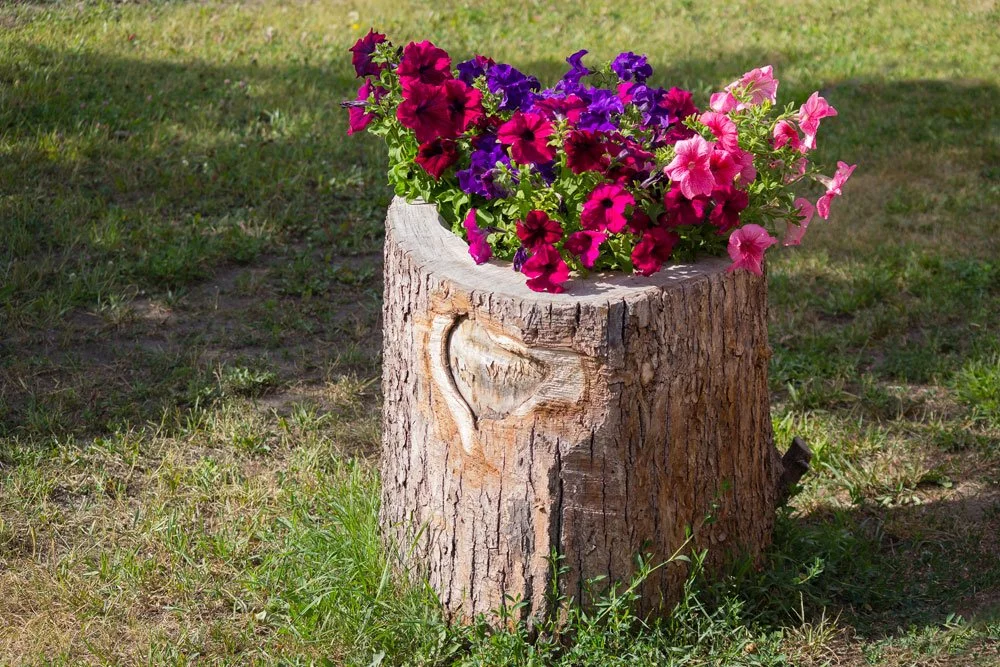 Baumstümpfe im Garten