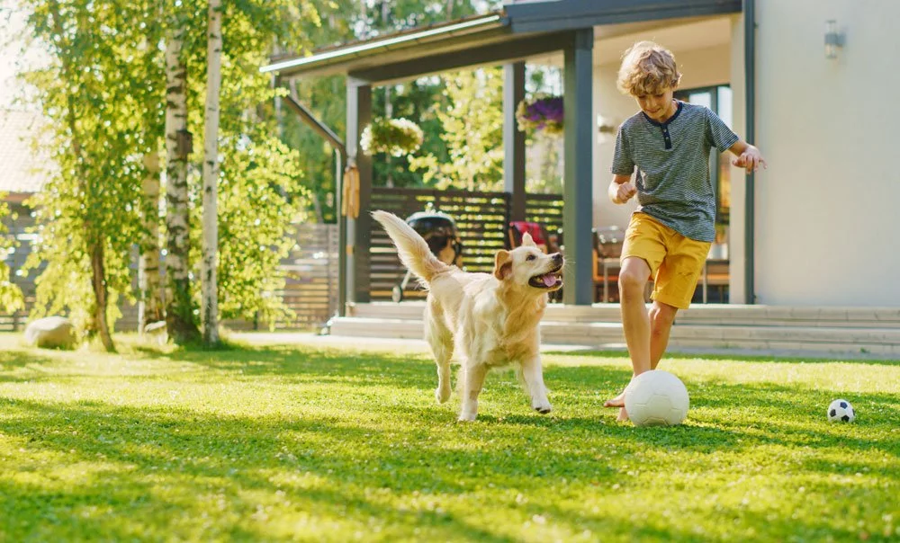 Hybridrasen für zuhause