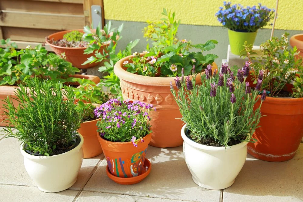 Kräuter in Blumentöpfen auf dem Balkon