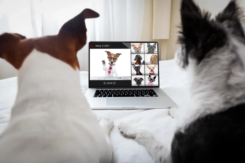 Hunde vor einem Laptop beim Online-Meeting Wie Haustierbesitzer online zueinanderfinden